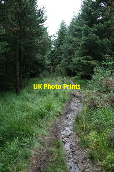 Photo 6"x4" Footpath Within Miterdale Forest. Eskdale Green c2007