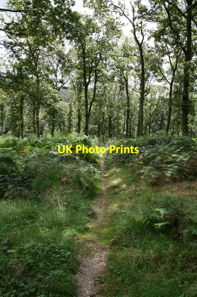 Photo 6"x4" Footpath Through Miterdale Forest Eskdale Green c2007