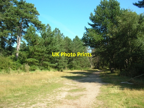 Photo 6"x4" Clearing in Holkham Meals Wells-Next-The-Sea c2007