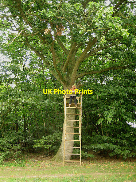 Photo 6"x4" Look-out platform in Little Bentleyhall Wood Little Bentley c2007