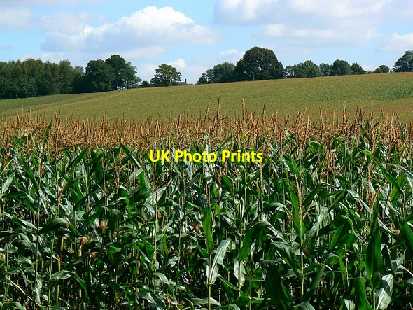 Photo 6"x4" Field of maize, near The Warren, Wiltshire The Warren\/SU2465 c2007