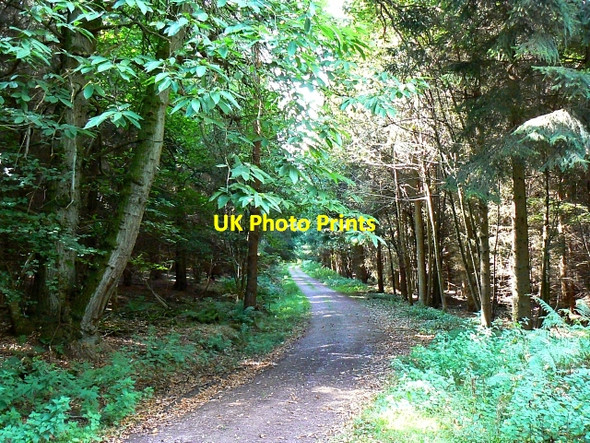 Photo 6"x4" Track in Birch Copse, near The Warren The Warren\/SU2465 c2007