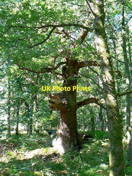 Photo 6"x4" Queen Oak, Savernake Forest Durley\/SU2364 c2007