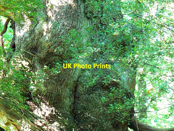 Photo 6"x4" King Oak detail, Savernake Forest Durley\/SU2364 c2007