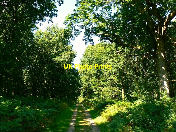 Photo 6"x4" Twelve o'clock Drive, Savernake Forest Durley\/SU2364 c2007