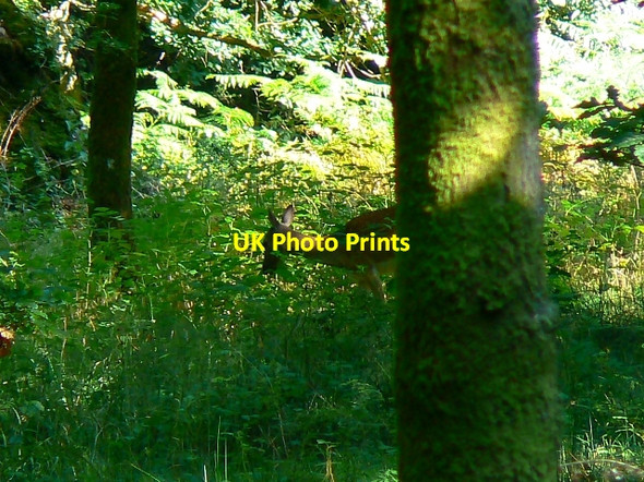 Photo 6"x4" Deer, Savernake Forest Cadley\/SU2066 c2007