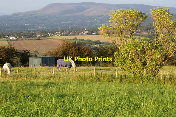 Photo 6"x4" Horses grazing on Mellor Moor Mellor\/SD6530 c2007