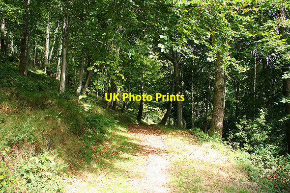 Photo 6"x4" Selworthy: in Selworthy Woods Allerford\/SS9047 c2007