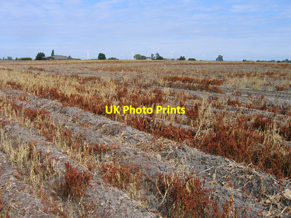 Photo 6"x4" Potato crop, Copalder, Benwick, Cambs Benwick c2007
