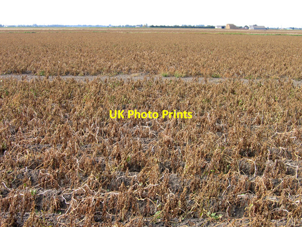 Photo 6"x4" Fields of potatoes with desiccated haulms Benwick c2007