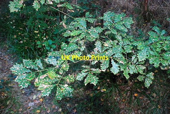 Photo 6"x4" Diseased oak Unthank\/SK3076 c2007