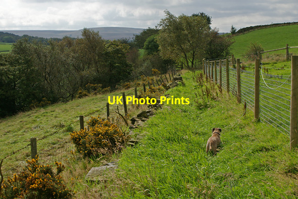 Photo 6"x4" Not a well trodden path Tockholes c2007