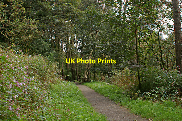 Photo 6"x4" Footpath in Sunnyhurst Wood Darwen c2007