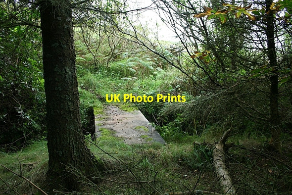 Photo 6"x4" Woodland Footbridge. Machrihanish c2007