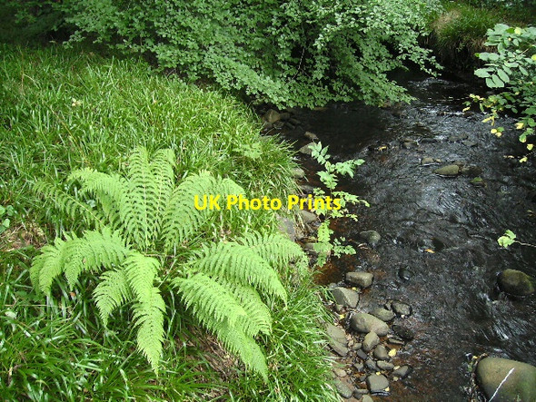 Photo 6"x4" A Burn on the Altyre estate Woodside\/NJ0555 c2007