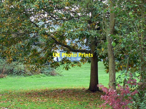 Photo 6"x4" Trees, Coate Water country park, Swindon Coate\/SU1882 c2007