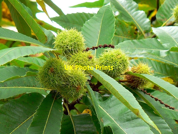 Photo 6"x4" Sweet chestnuts, Coate Water country park, Swindon Coate\/SU1882 c2007