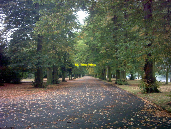 Photo 6"x4" Avenue of trees in Barking Park Barking\/TQ4484 c2007