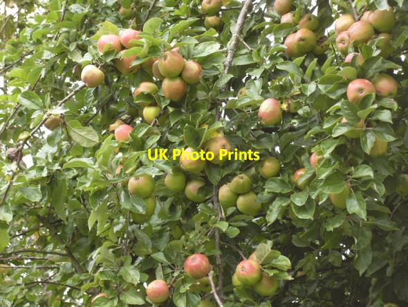 Photo 6"x4" Crab Apples on Clyro Common Hay-on-Wye\/Y Gelli Gandryll c2007