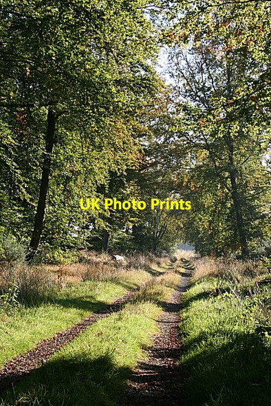 Photo 6"x4" Ardovie Wood Pickerton c2007