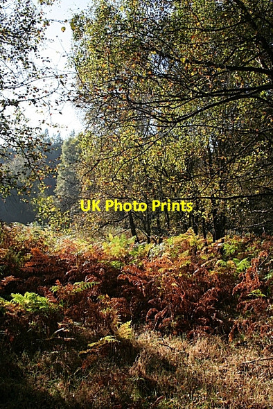 Photo 6"x4" Montreathmont Moor Pickerton c2007