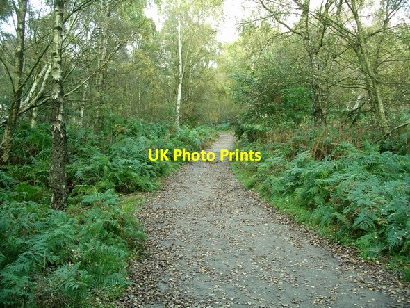 Photo 6"x4" Path through the wood Grindleford c2007
