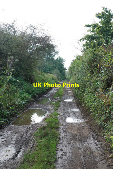 Photo 6"x4" End of Throop Road Combe Throop c2007