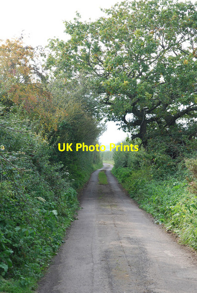 Photo 6"x4" Throop Road (westwards) Combe Throop c2007