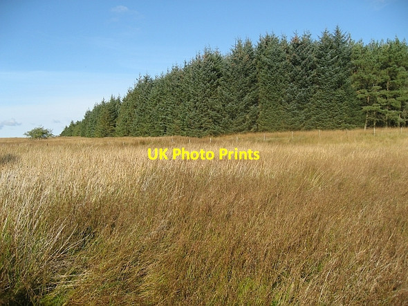 Photo 6"x4" Forest corner Dalfoil c2007