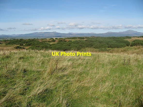 Photo 6"x4" Gorse on Cremannan Muir Balfron c2007