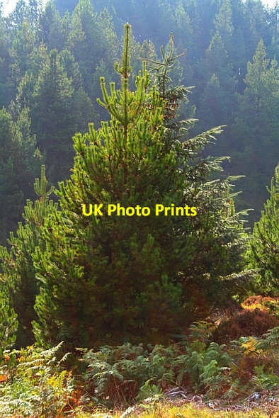 Photo 6"x4" Sunshine on Forestry. Blue Man-i'-th'-Moss (Standing Stone) c2007