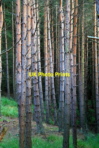 Photo 6"x4" Trees in Cropton Forest. Stape c2007