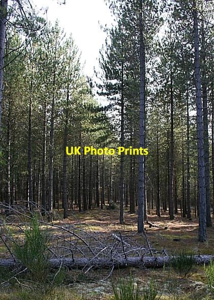 Photo 6"x4" Culbin Forest Findhorn c2007