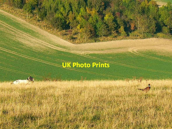 Photo 6"x4" Sheep and pheasant, Inkpen Hill, West Berkshire Upper Green\/SU3663 c2007