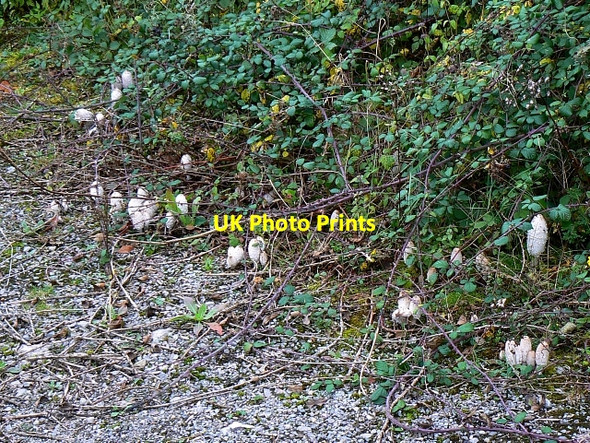 Photo 6"x4" A sproutness of shaggy inkcaps, near Frampton Mansell Frampton Mansell c2007