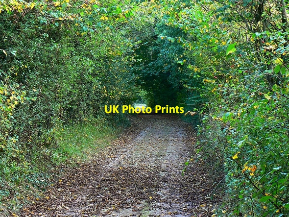 Photo 6"x4" Unmade track, near Daneway Daneway c2007