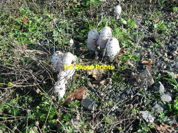 Photo 6"x4" Coprinus comatus (Shaggy ink cap\/lawyer's wig) Deal c2007