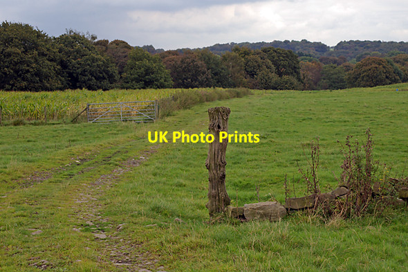 Photo 6"x4" Looking towards Wild Bottoms Wood Hoghton Bottoms c2007