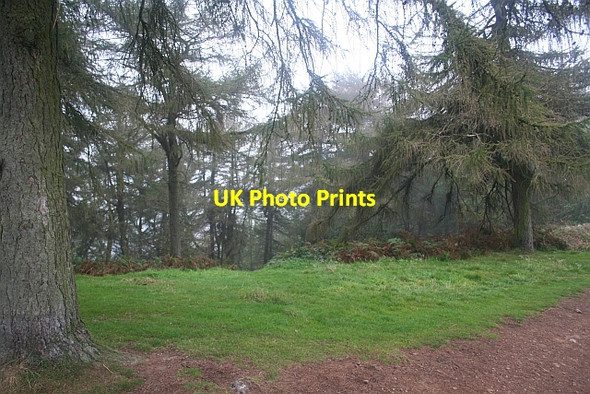 Photo 6"x4" Fir Trees of Thirds Land Brand Green\/SO7641 c2007