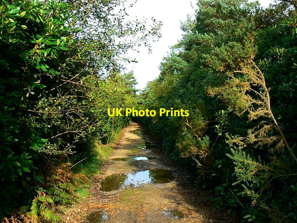 Photo 6"x4" Bridleway through Lower Hyde Heath, Dorset Cold Harbour\/SY9089 c2007