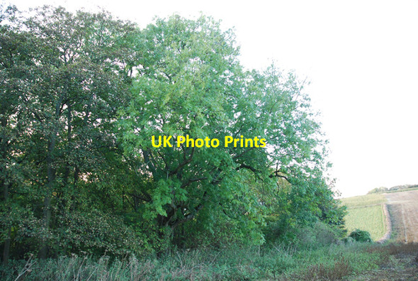 Photo 6"x4" Top edge of Beech Clump Iwerne Minster c2007