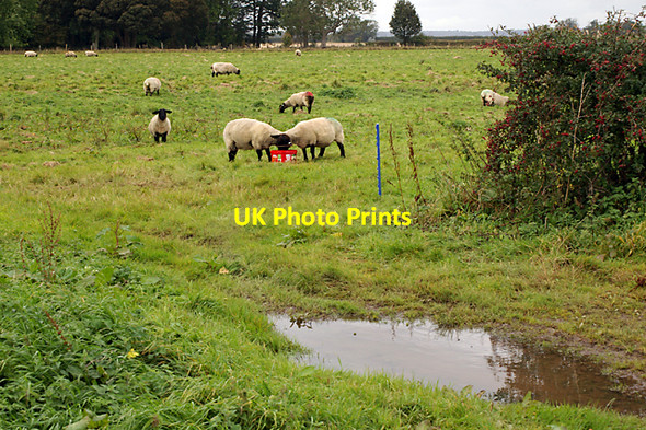 Photo 6"x4" Sheep at Croxby Top Croxby Top c2007