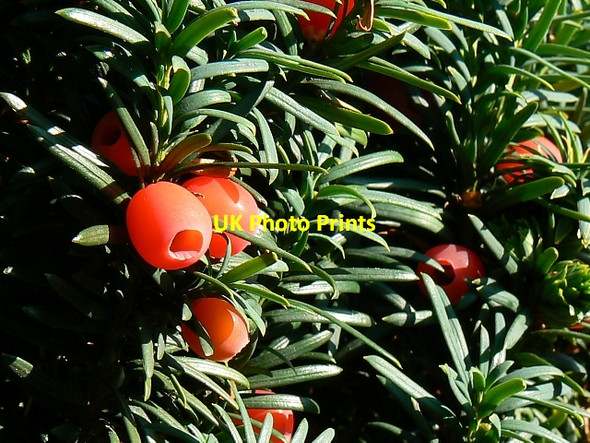 Photo 6"x4" Yew berries, the Lawn, Swindon Swindon\/SU1685 c2007