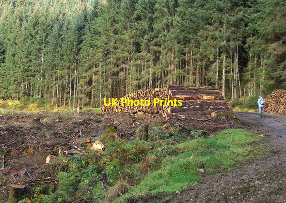 Photo 6"x4" Logging in the Sunart Region Near Polloch Polloch c2007