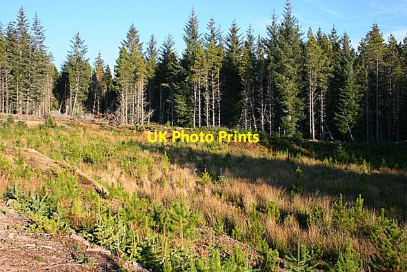 Photo 6"x4" Natural Regeneration Archiestown c2007