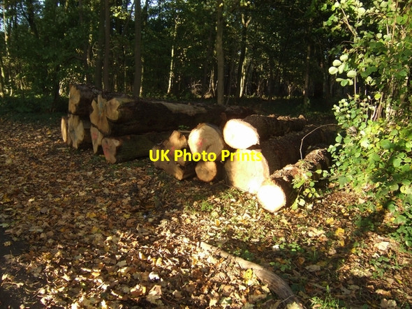 Photo 6"x4" Forestry operations on the Chillington Estate Coldham\/SJ8508 c2007