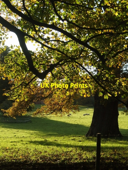 Photo 6"x4" Sheep pasture next to Chillington Hall Coldham\/SJ8508 c2007