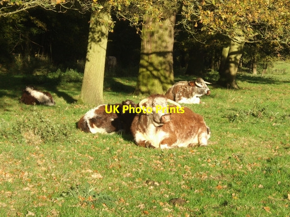 Photo 6"x4" Contented longhorns on 'The Avenue' Park Lane\/SJ8806 c2007