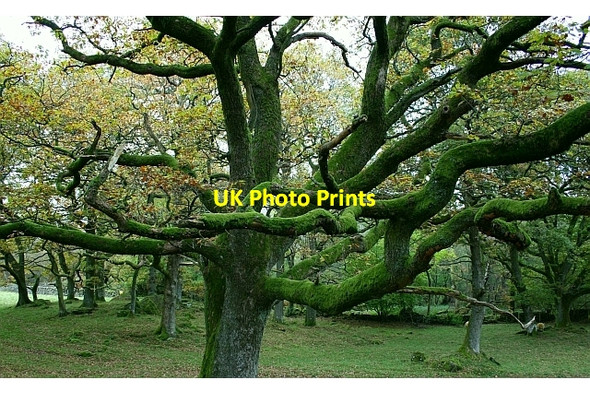 Photo 6"x4" Tree in Burnbank Wood Bomby c2007