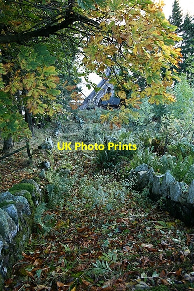 Photo 6"x4" Overgrown Steps Guerness Wood c2007
